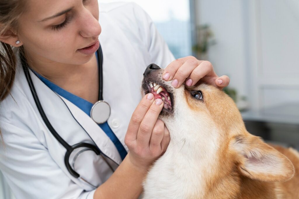 tannproblemer hos kjæledyr